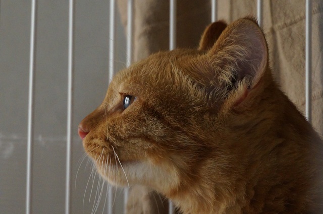 f:id:hiraryo0201:20161007111325j:plain f:id:hiraryo0201:20161007111325j:plain