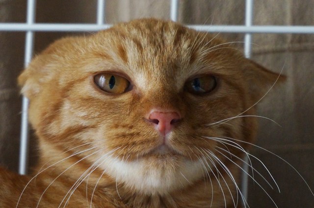 f:id:hiraryo0201:20161007111337j:plain f:id:hiraryo0201:20161007111337j:plain