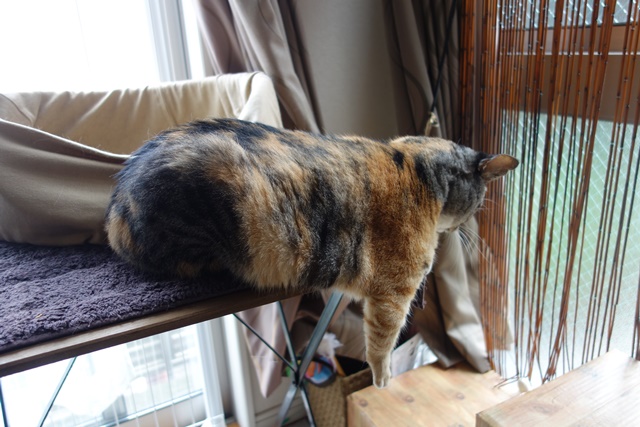 f:id:hiraryo0201:20161007111424j:plain f:id:hiraryo0201:20161007111424j:plain