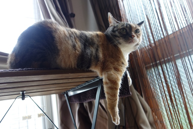 f:id:hiraryo0201:20161007111436j:plain f:id:hiraryo0201:20161007111436j:plain