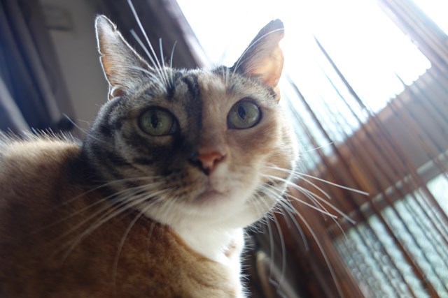 f:id:hiraryo0201:20161007111439j:plain f:id:hiraryo0201:20161007111439j:plain