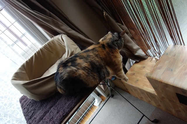 f:id:hiraryo0201:20161007111444j:plain f:id:hiraryo0201:20161007111444j:plain