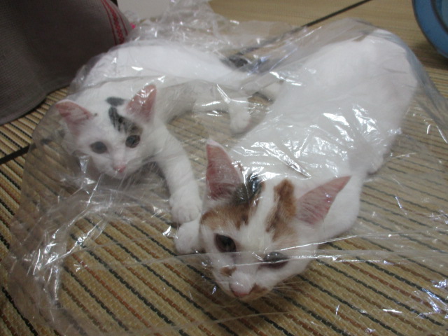 f:id:hiraryo0201:20161009110600j:plain f:id:hiraryo0201:20161009110600j:plain