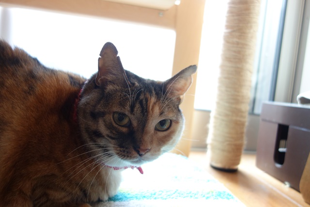 f:id:hiraryo0201:20161010095129j:plain f:id:hiraryo0201:20161010095129j:plain