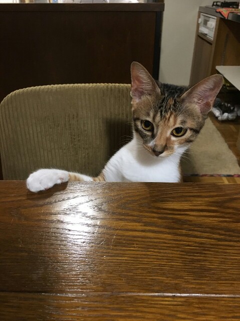 f:id:hiraryo0201:20161012135127j:image f:id:hiraryo0201:20161012135127j:image