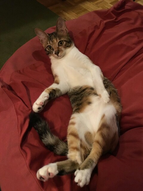 f:id:hiraryo0201:20161012135229j:image f:id:hiraryo0201:20161012135229j:image