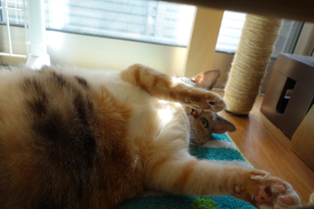 f:id:hiraryo0201:20161020095705j:plain f:id:hiraryo0201:20161020095705j:plain