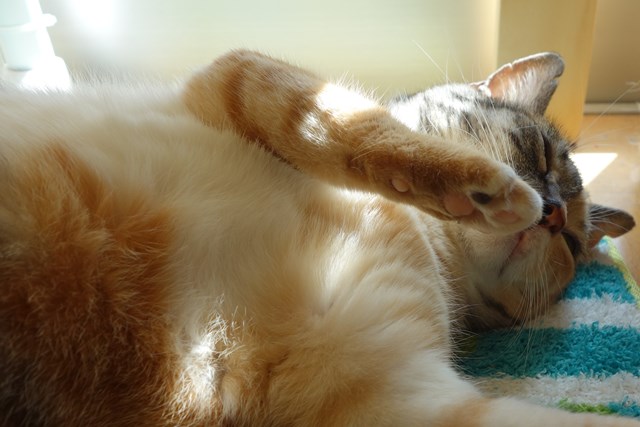 f:id:hiraryo0201:20161020095717j:plain