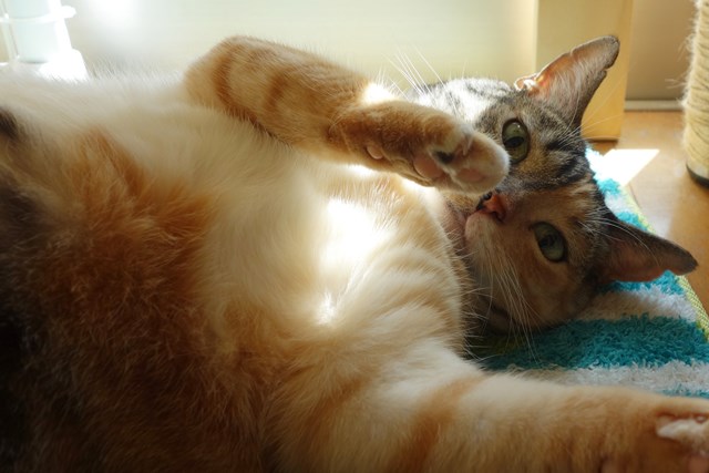 f:id:hiraryo0201:20161020095746j:plain f:id:hiraryo0201:20161020095746j:plain