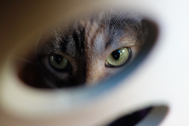 f:id:hiraryo0201:20161020095841j:plain f:id:hiraryo0201:20161020095841j:plain