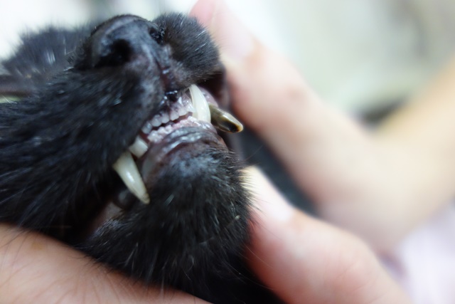 f:id:hiraryo0201:20161020095858j:plain f:id:hiraryo0201:20161020095858j:plain