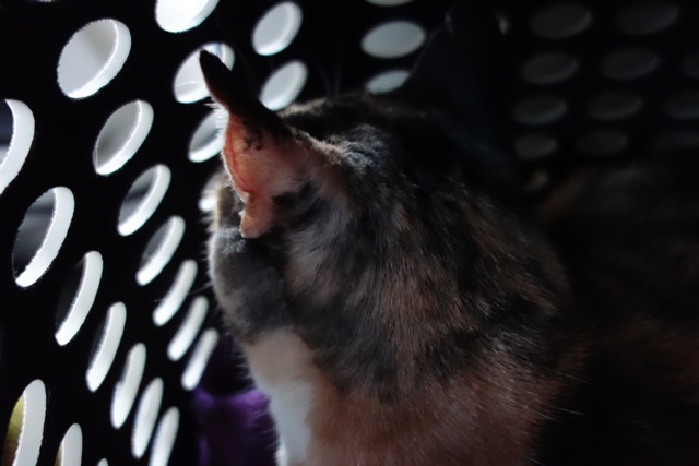 f:id:hiraryo0201:20161020095907j:plain f:id:hiraryo0201:20161020095907j:plain