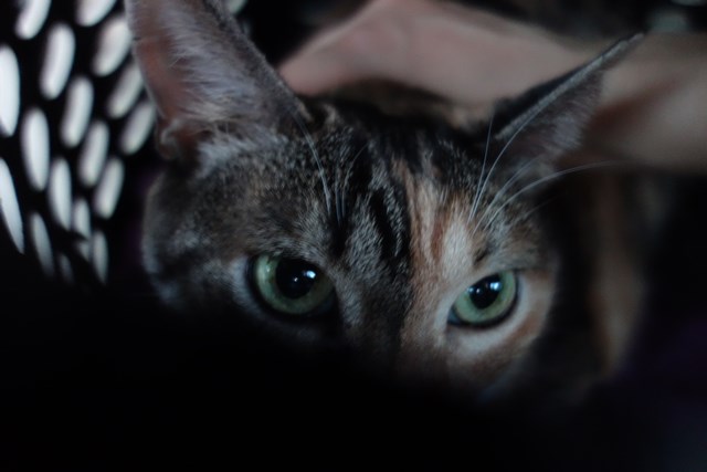 f:id:hiraryo0201:20161020095922j:plain f:id:hiraryo0201:20161020095922j:plain