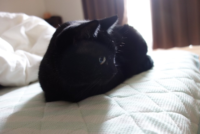 f:id:hiraryo0201:20161022124708j:plain f:id:hiraryo0201:20161022124708j:plain