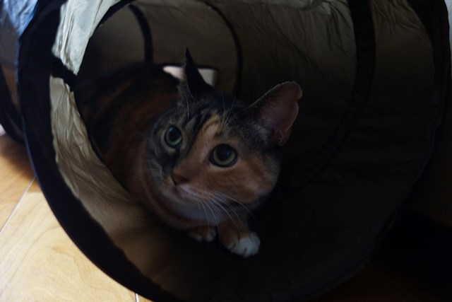 f:id:hiraryo0201:20161022124718j:plain f:id:hiraryo0201:20161022124718j:plain