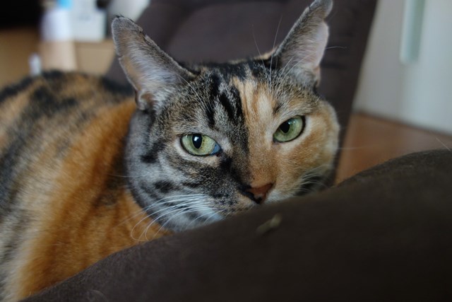 f:id:hiraryo0201:20161022124830j:plain f:id:hiraryo0201:20161022124830j:plain