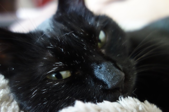 f:id:hiraryo0201:20161022132207j:plain f:id:hiraryo0201:20161022132207j:plain