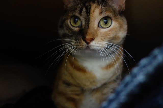 f:id:hiraryo0201:20161024085419j:plain f:id:hiraryo0201:20161024085419j:plain