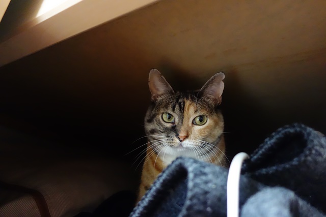 f:id:hiraryo0201:20161024085426j:plain f:id:hiraryo0201:20161024085426j:plain