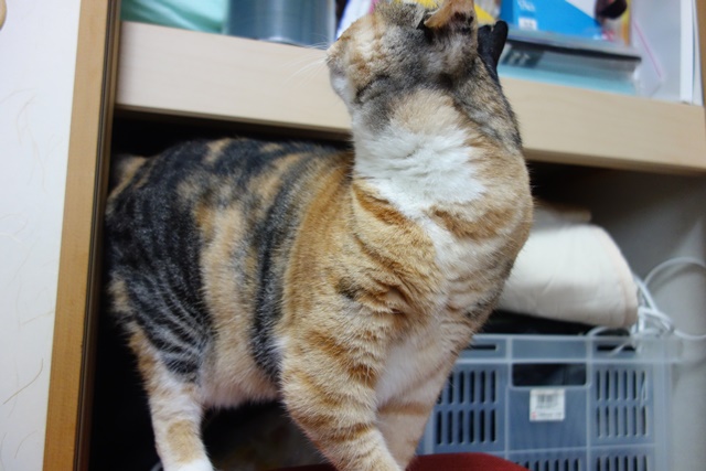 f:id:hiraryo0201:20161024085507j:plain f:id:hiraryo0201:20161024085507j:plain