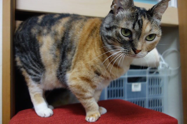 f:id:hiraryo0201:20161024085522j:plain f:id:hiraryo0201:20161024085522j:plain