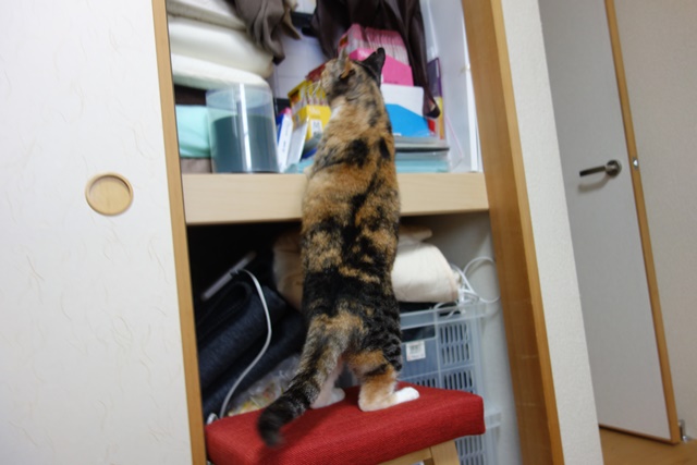 f:id:hiraryo0201:20161024085539j:plain f:id:hiraryo0201:20161024085539j:plain