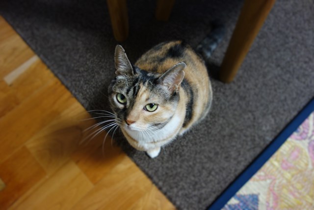 f:id:hiraryo0201:20161024092559j:plain f:id:hiraryo0201:20161024092559j:plain