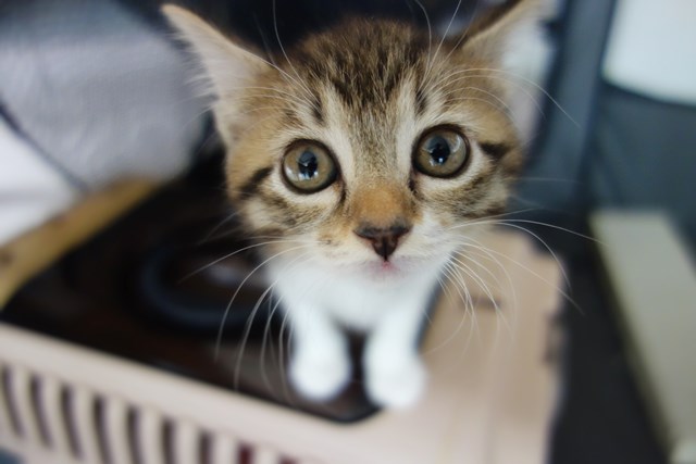 f:id:hiraryo0201:20161026114554j:plain f:id:hiraryo0201:20161026114554j:plain