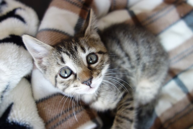 f:id:hiraryo0201:20161026114602j:plain f:id:hiraryo0201:20161026114602j:plain