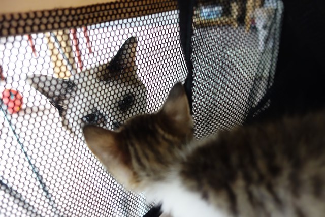 f:id:hiraryo0201:20161026115029j:plain f:id:hiraryo0201:20161026115029j:plain