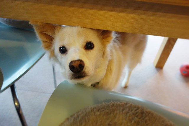 f:id:hiraryo0201:20161026115430j:plain f:id:hiraryo0201:20161026115430j:plain