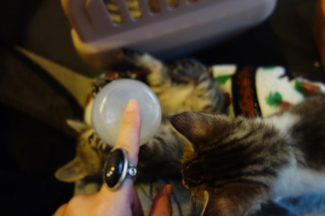 f:id:hiraryo0201:20161026120300j:plain f:id:hiraryo0201:20161026120300j:plain