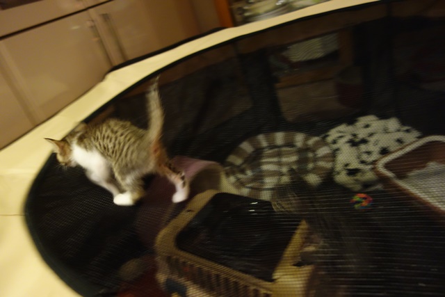 f:id:hiraryo0201:20161026120853j:plain f:id:hiraryo0201:20161026120853j:plain