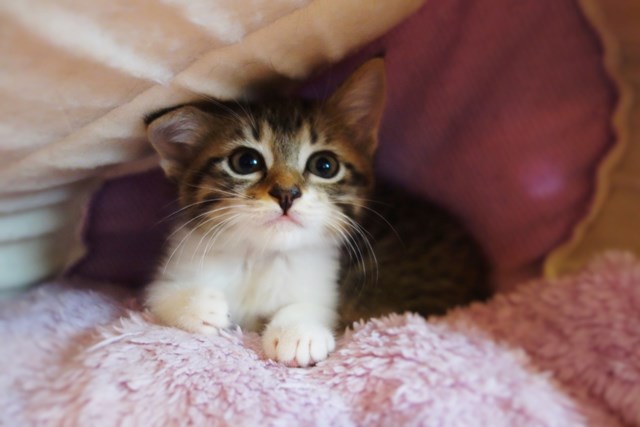 f:id:hiraryo0201:20161026121736j:plain f:id:hiraryo0201:20161026121736j:plain