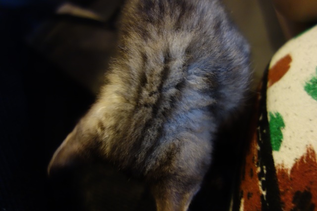 f:id:hiraryo0201:20161026121805j:plain f:id:hiraryo0201:20161026121805j:plain