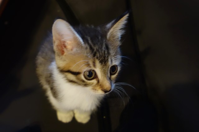 f:id:hiraryo0201:20161026121811j:plain f:id:hiraryo0201:20161026121811j:plain