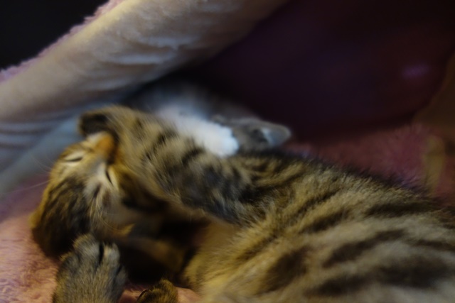 f:id:hiraryo0201:20161026121844j:plain f:id:hiraryo0201:20161026121844j:plain