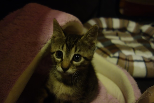 f:id:hiraryo0201:20161026121851j:plain f:id:hiraryo0201:20161026121851j:plain