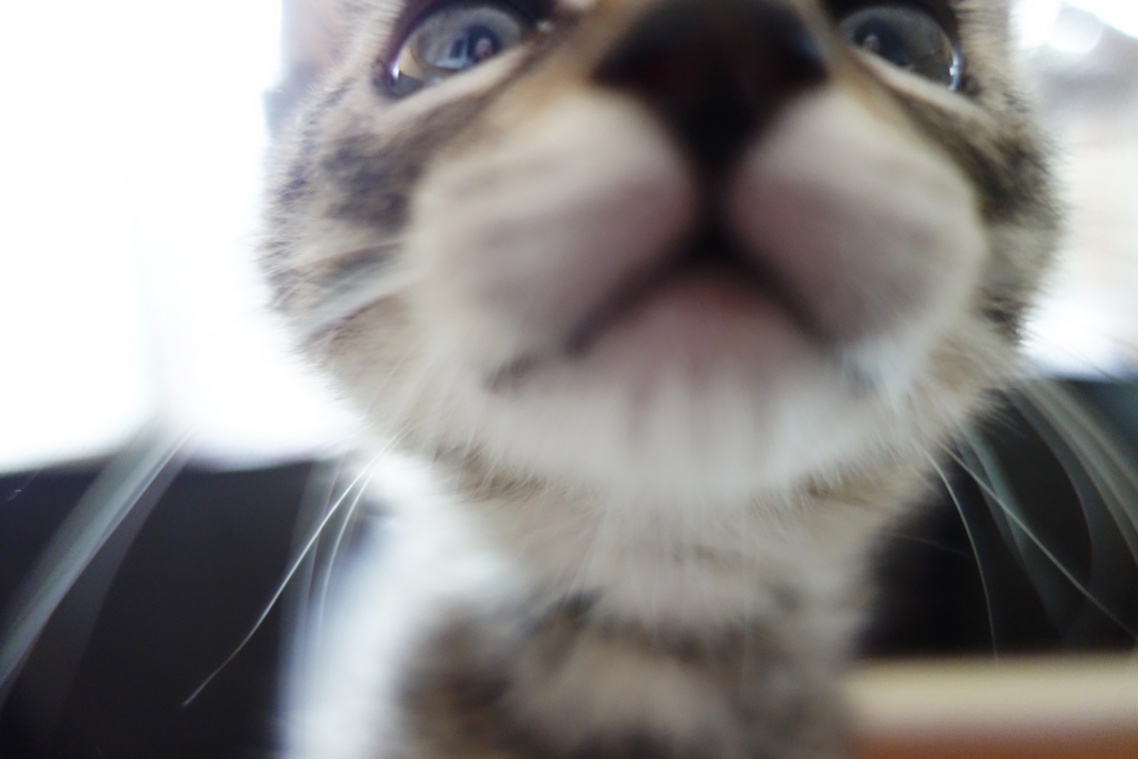 f:id:hiraryo0201:20161026122401j:plain f:id:hiraryo0201:20161026122401j:plain