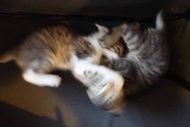 f:id:hiraryo0201:20161026122756j:plain f:id:hiraryo0201:20161026122756j:plain