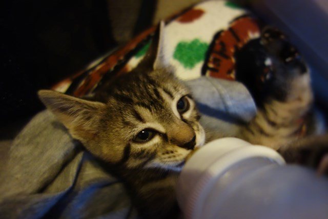 f:id:hiraryo0201:20161026123203j:plain f:id:hiraryo0201:20161026123203j:plain