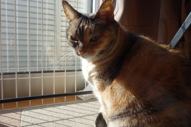 f:id:hiraryo0201:20161026124956j:plain f:id:hiraryo0201:20161026124956j:plain