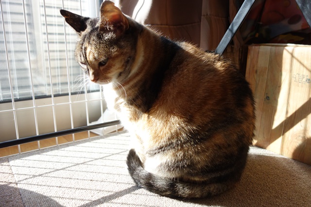 f:id:hiraryo0201:20161026125000j:plain f:id:hiraryo0201:20161026125000j:plain