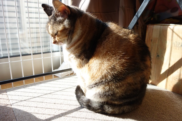 f:id:hiraryo0201:20161026125004j:plain f:id:hiraryo0201:20161026125004j:plain