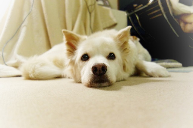 f:id:hiraryo0201:20161027091341j:plain f:id:hiraryo0201:20161027091341j:plain