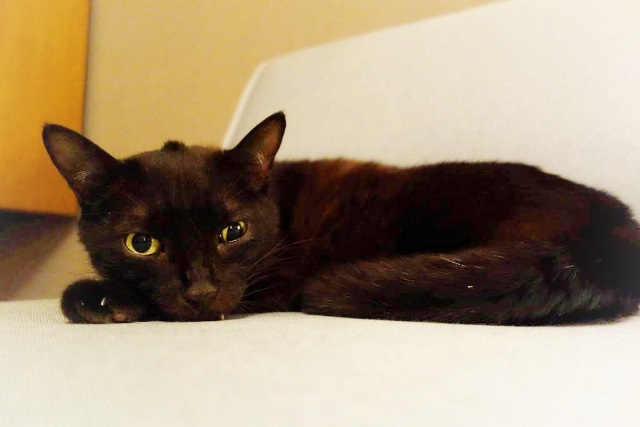 f:id:hiraryo0201:20161027091348j:plain f:id:hiraryo0201:20161027091348j:plain