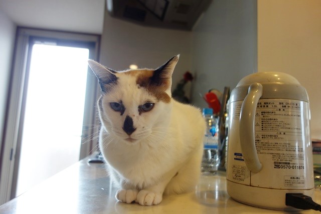 f:id:hiraryo0201:20161027091518j:plain f:id:hiraryo0201:20161027091518j:plain