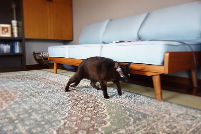 f:id:hiraryo0201:20161027091756j:plain f:id:hiraryo0201:20161027091756j:plain