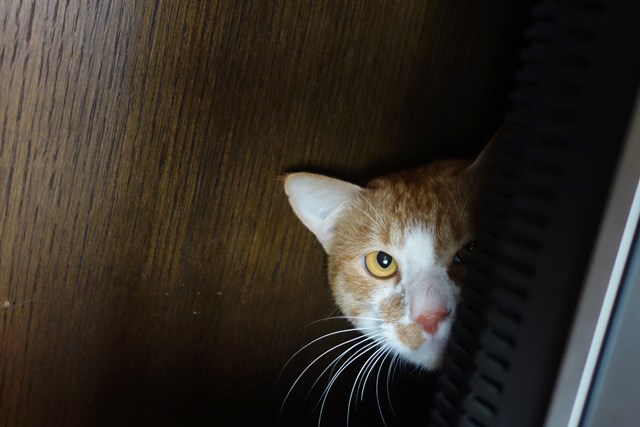 f:id:hiraryo0201:20161027094036j:plain f:id:hiraryo0201:20161027094036j:plain