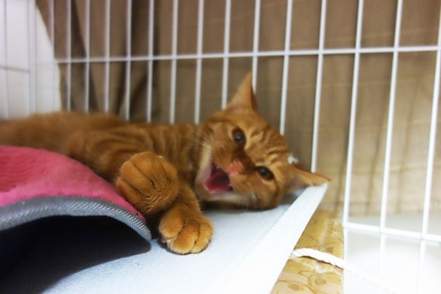 f:id:hiraryo0201:20161027100243j:plain f:id:hiraryo0201:20161027100243j:plain